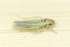 Zyginidia sp.
